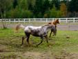 Horses for lease in Mira, large indoor and outdoor arena