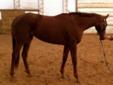 Horses for sale: Thoroughbreds, Horse Trailer, Quarter Horse