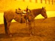 L Rancho Rose - 4 yr Old Registered QH Red Roan Filly