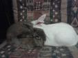Lovely Angora Rabbit