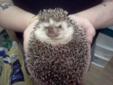 Male Hedgehog with huge cage, acessories....
