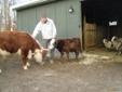 Miniature Bull Calf for sale