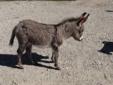 MINIATURE DONKEY. JUST IN TIME FOR CHRISTMAS!!