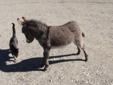 MINIATURE DONKEY. JUST IN TIME FOR CHRISTMAS!!