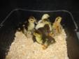 Mixed Breed Chicks