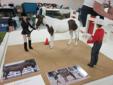 Model Horse Show in Cranbrook