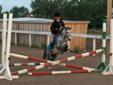 Nice little welsh pony mare - 4 Year Old BROKE to ride!!