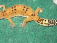 Orange Leopard Gecko