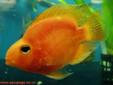 Parrot Fish (Freshwater) For Sale