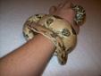 Pastel Red Tail Boa Female, Juvinile. Price Reduction.