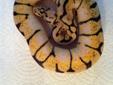 pastels / spider / bumble bees / normal ball pythons
