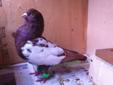 pigeon high flayer