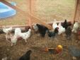 POLISH CHICKS FOR SALE,SOME YOUNG ROOSTERS AND SILKIE CROSS