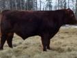 Polled Red Shorthorn Yearling Bulls