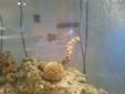 Predator Salt Water Fish Tank