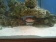 Predator Salt Water Fish Tank