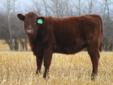 Purebred Red Angus Heifers For Sale