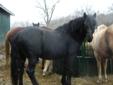 Purebreed Halflingers &Canadian Horses SELLING AT REDUCED PRICE