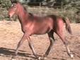 Quality Warmblood weanlings for sale !