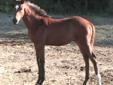 Quality Warmblood weanlings for sale !