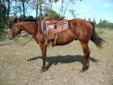 Quiet, 2 yr old gelding started under saddle