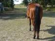 Quiet, 2 yr old gelding started under saddle