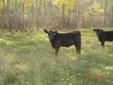 Red & Black Angus Replacement Heifers