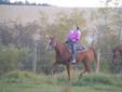 *REDUCED* 5yr old QH mare