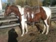 Reduced BROKE!Ranch/performance/rope/rein!Safe!Top bred cowhorse