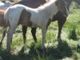 Reg APHA colt working/stud prospect-Two Eyed Jack on Papers