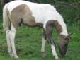 Registered Grullo Tobiano colt by Ris Key Business on papers