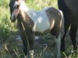 Registered Grullo Tobiano colt by Ris Key Business on papers