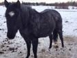 Registered quarter horse filly