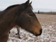 Registered Quarter horse mare 