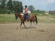 Safe, easy to ride large pony available for lease