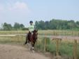 Safe, easy to ride large pony available for lease