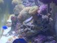 Salt water marine aquarium fish tank