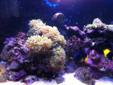 Salt water marine aquarium fish tank