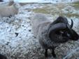 Shetland Rams