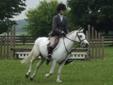 Small Welsh Pony available for in-barn lease