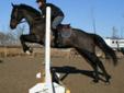 Sport Horse Prospect- mature 16.2hh