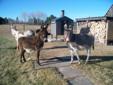 Standard Weanling Donkeys Ready For New Home