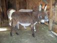 Standard Weanling Donkeys Ready For New Home