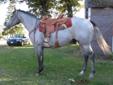 Started AQHA gray gelding - ranch/rope horse prospect