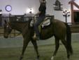 Styled by Pretense - 12 year old Bay Quarter Horse - Show horse