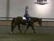 Styled by Pretense - 12 year old Bay Quarter Horse - Show horse