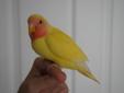 Sweet LUTINO handfed lovebird -- SOLD