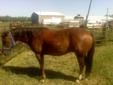 Tahoe - 7 year old papered Chestnut Quarter Horse