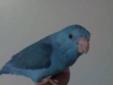 Tamed & Handfed Parrotlets babies and pairs Up for sale