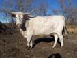 Texas Longhorn Beef!